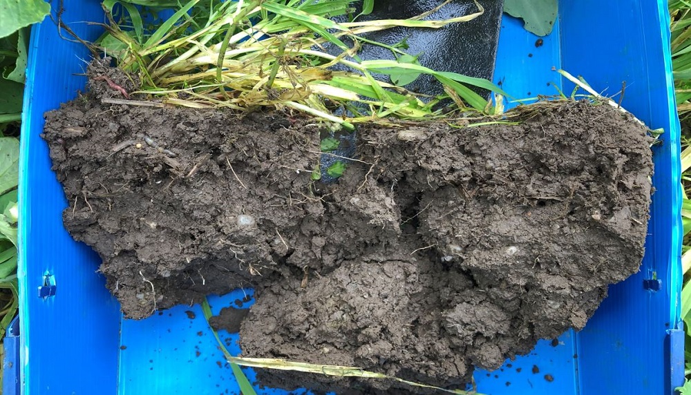 A block of soil from a field with oilseed rape and a multispecies companion crop